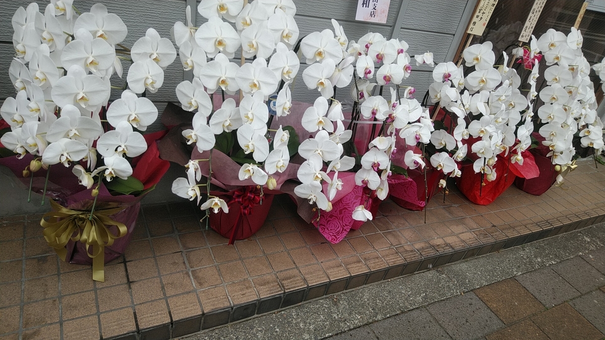 f:id:Lunakko:20220106115930j:plain