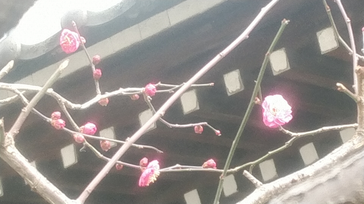 f:id:Lunakko:20220124130712j:plain