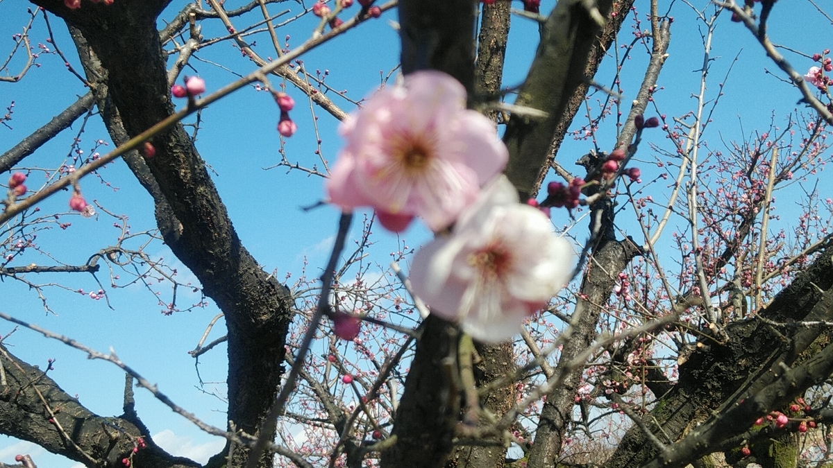 f:id:Lunakko:20220212104006j:plain