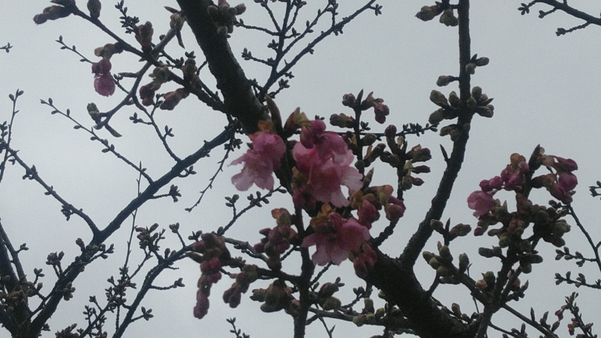 f:id:Lunakko:20220220125520j:plain