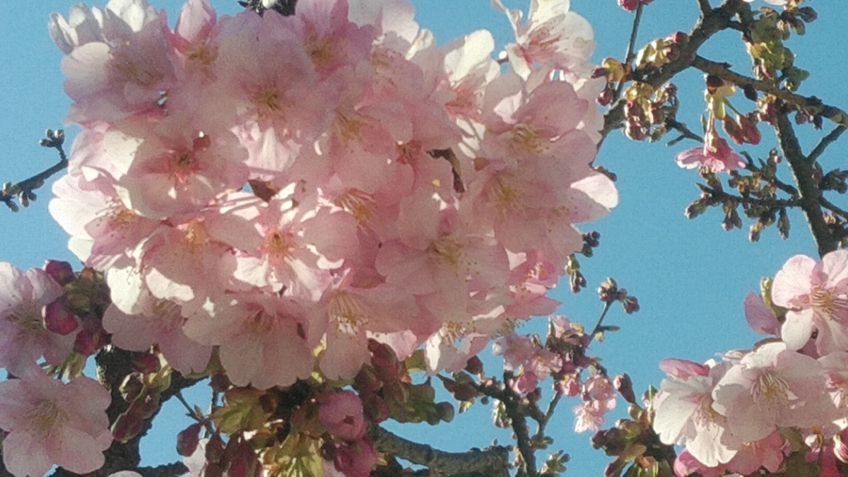 f:id:Lunakko:20220228141158j:plain
