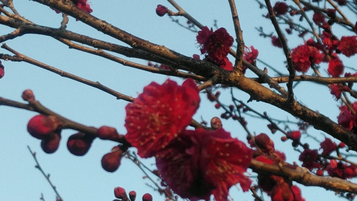 f:id:Lunakko:20220302075428j:plain