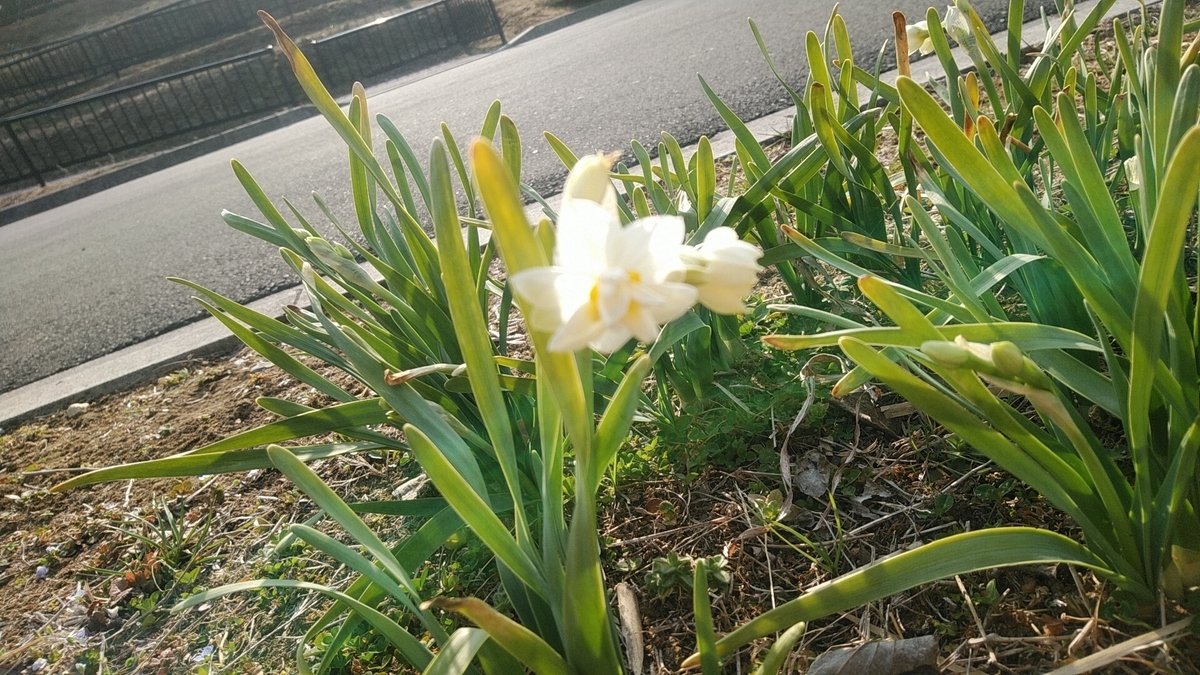 f:id:Lunakko:20220302150528j:plain