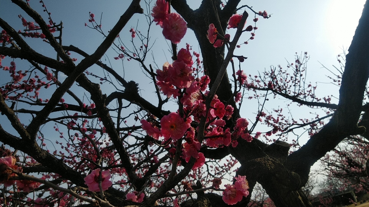 f:id:Lunakko:20220302150853j:plain