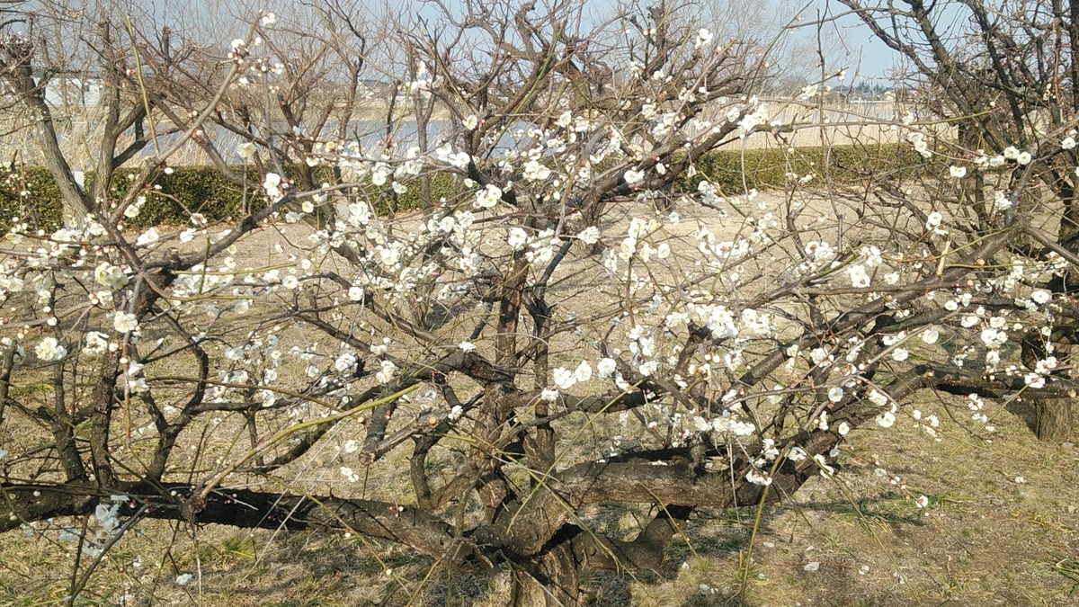 f:id:Lunakko:20220302150929j:plain