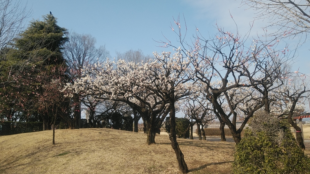 f:id:Lunakko:20220308144314j:plain