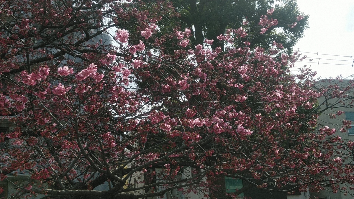 f:id:Lunakko:20220317133915j:plain