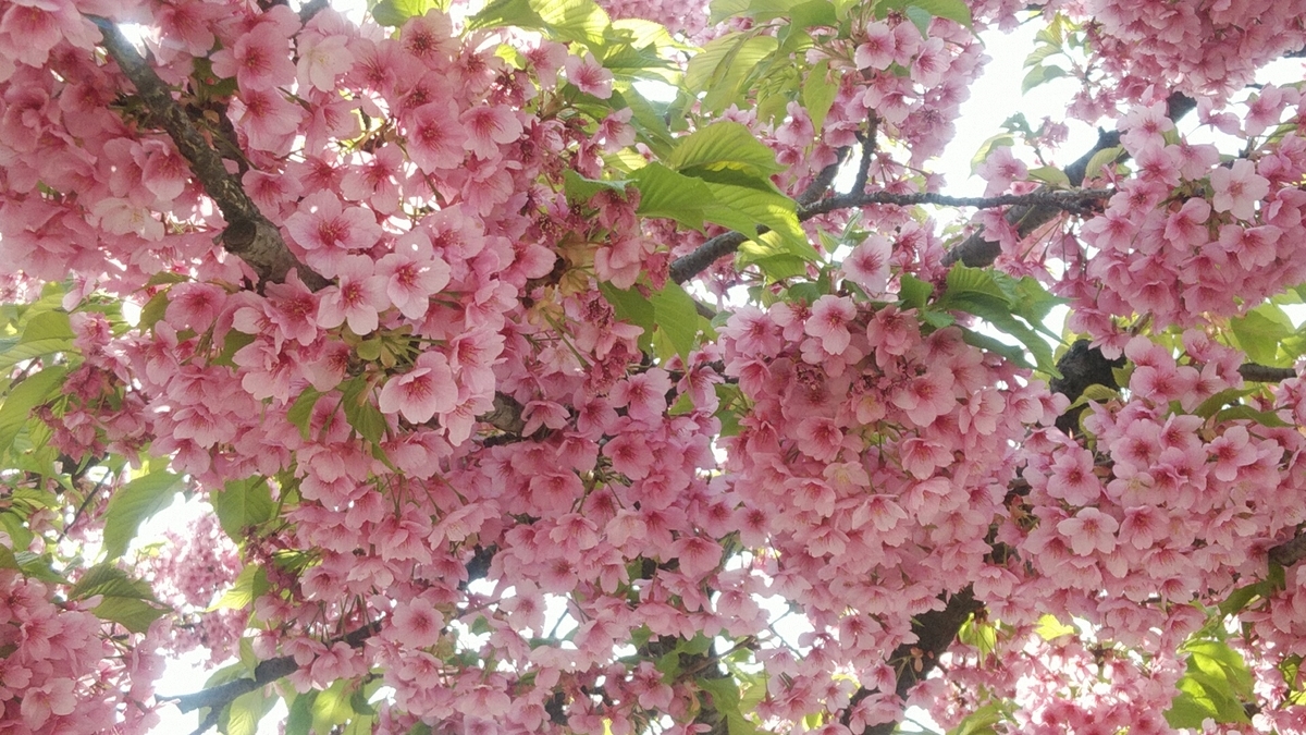 f:id:Lunakko:20220317134600j:plain