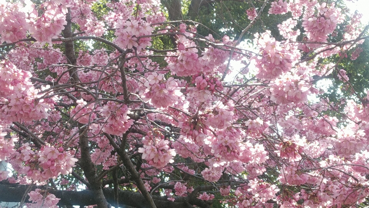 f:id:Lunakko:20220321133521j:plain