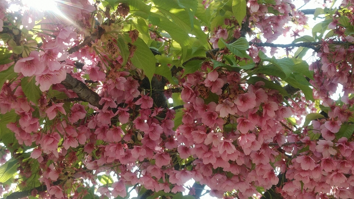 f:id:Lunakko:20220321133848j:plain