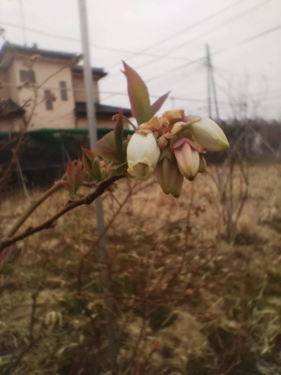 f:id:Lunakko:20220326170728j:plain