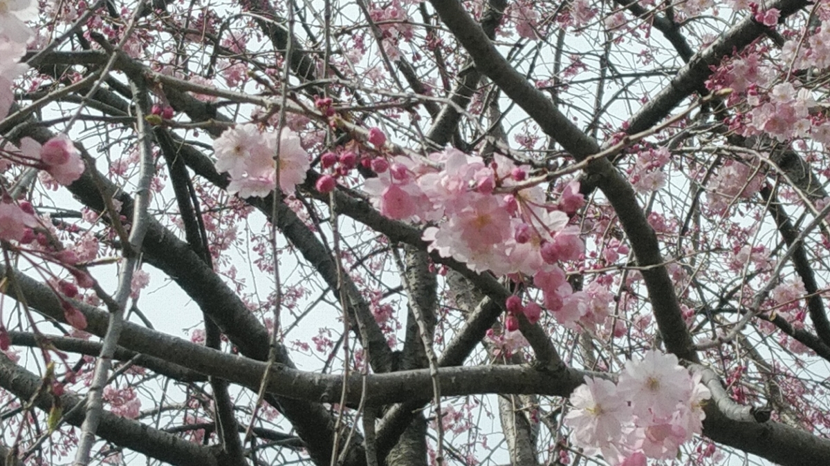 f:id:Lunakko:20220331125231j:plain