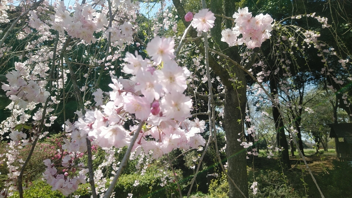 f:id:Lunakko:20220408114708j:plain