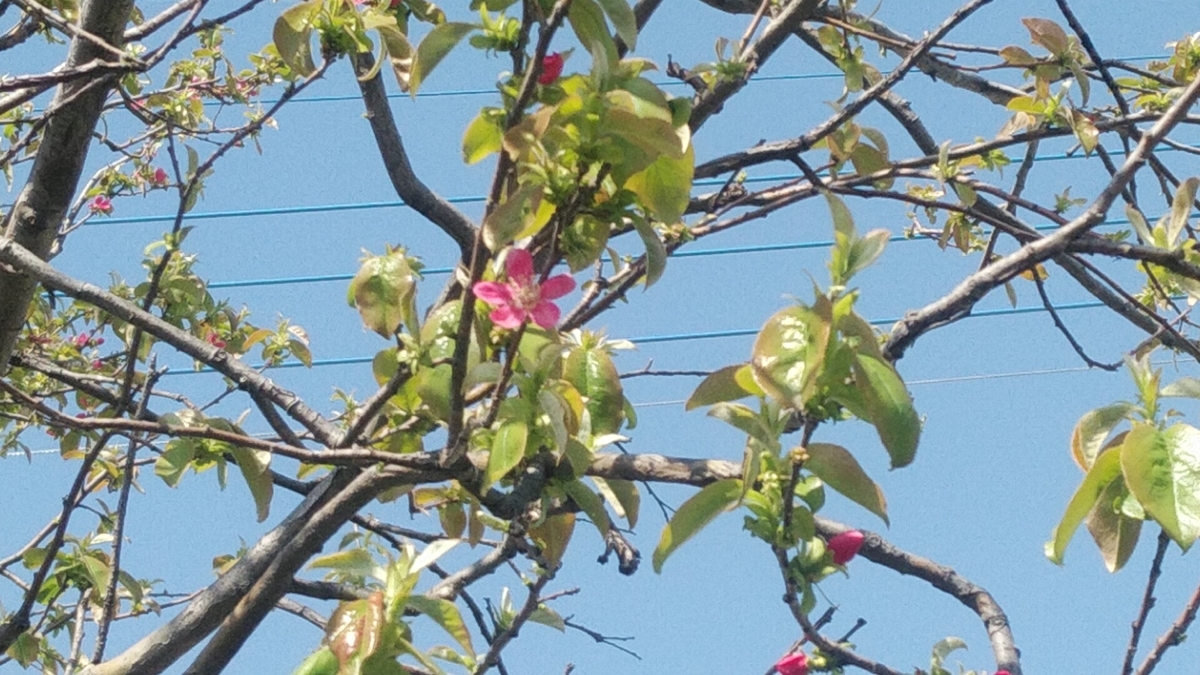 f:id:Lunakko:20220409132720j:plain