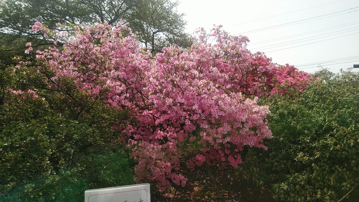 f:id:Lunakko:20220413094942j:plain
