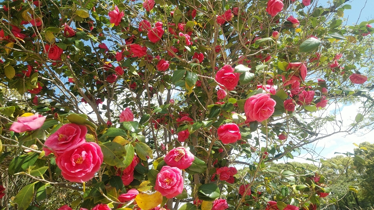 f:id:Lunakko:20220416131834j:plain