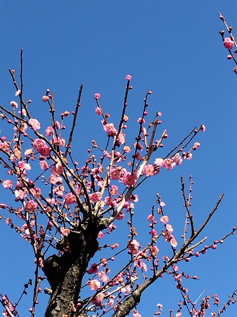 f:id:Lunakko:20230216115433j:image f:id:Lunakko:20230216115433j:image
