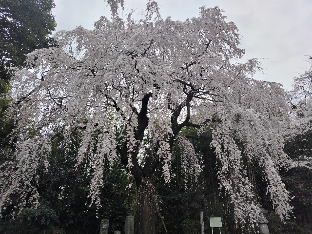 f:id:Lunakko:20230322145211j:image