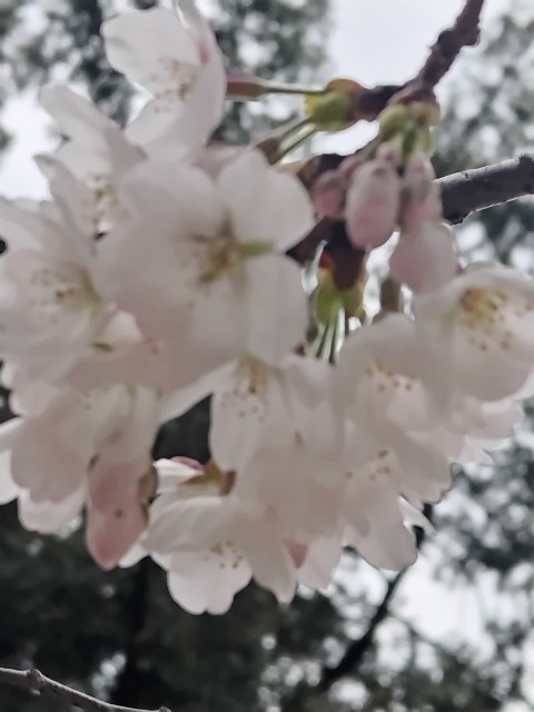 f:id:Lunakko:20230322145259j:image