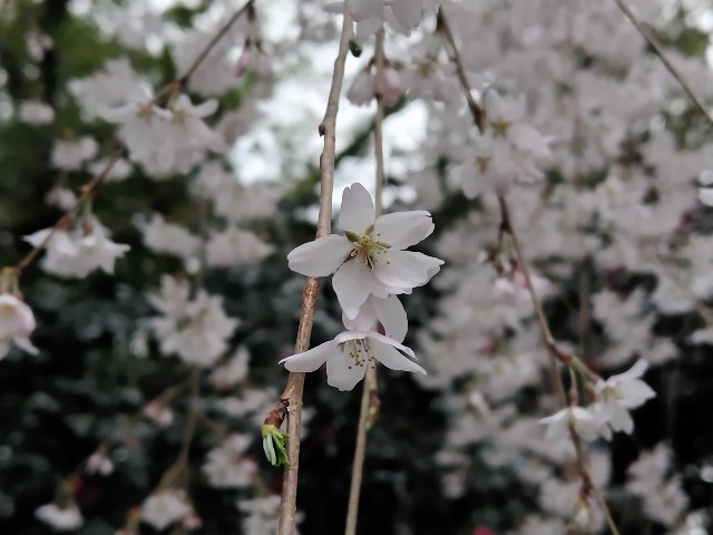 f:id:Lunakko:20230322145348j:image
