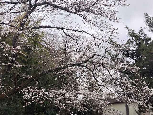 f:id:Lunakko:20230322145428j:image