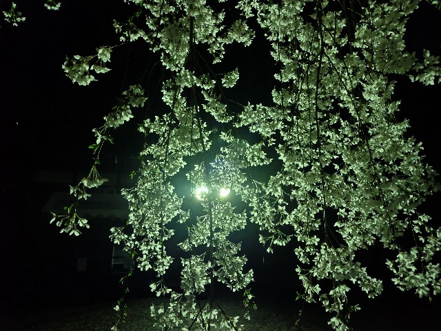 f:id:Lunakko:20230324181816j:image