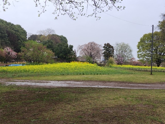 f:id:Lunakko:20230325102350j:image