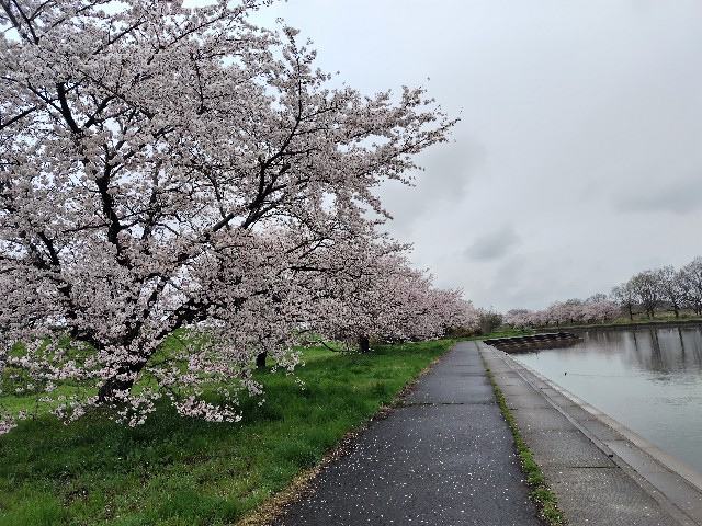 f:id:Lunakko:20230325142501j:image