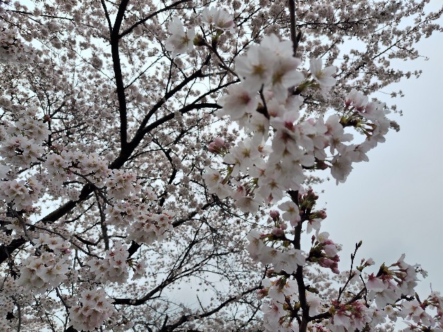 f:id:Lunakko:20230325142550j:image