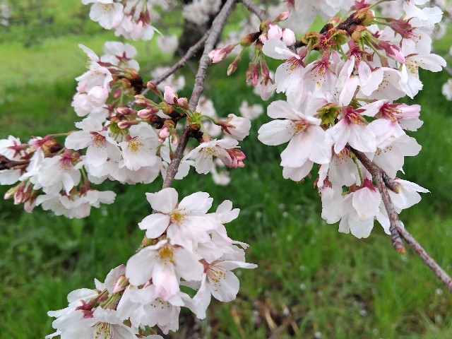 f:id:Lunakko:20230325142633j:image