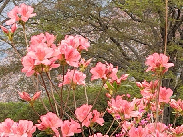 f:id:Lunakko:20230402152736j:image f:id:Lunakko:20230402152736j:image