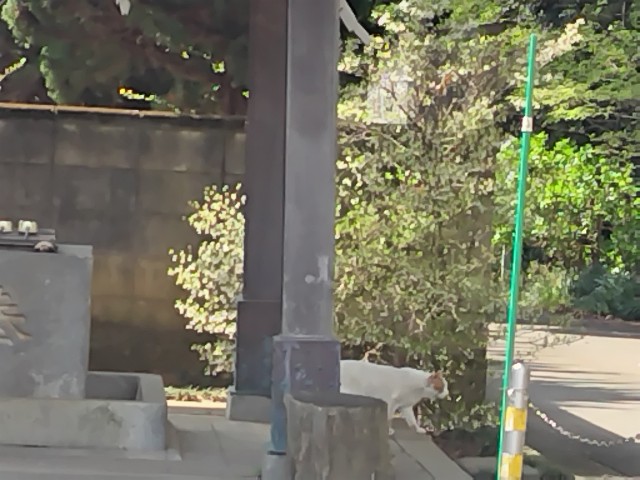 f:id:Lunakko:20230405113930j:image