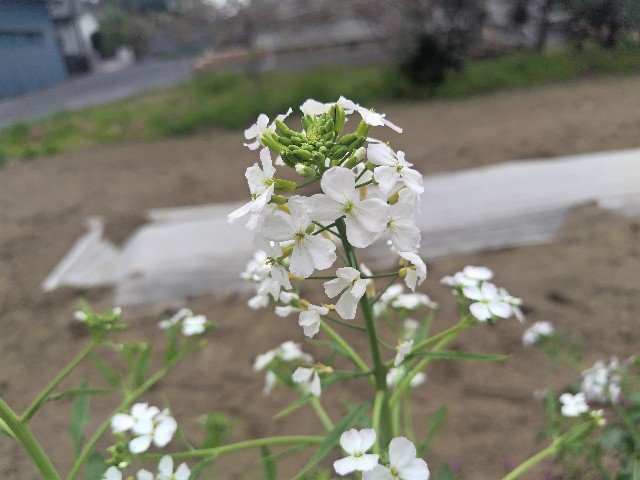 f:id:Lunakko:20230406134130j:image f:id:Lunakko:20230406134130j:image
