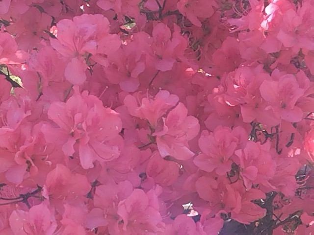 f:id:Lunakko:20230409095142j:image
