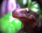 アカハライモリ