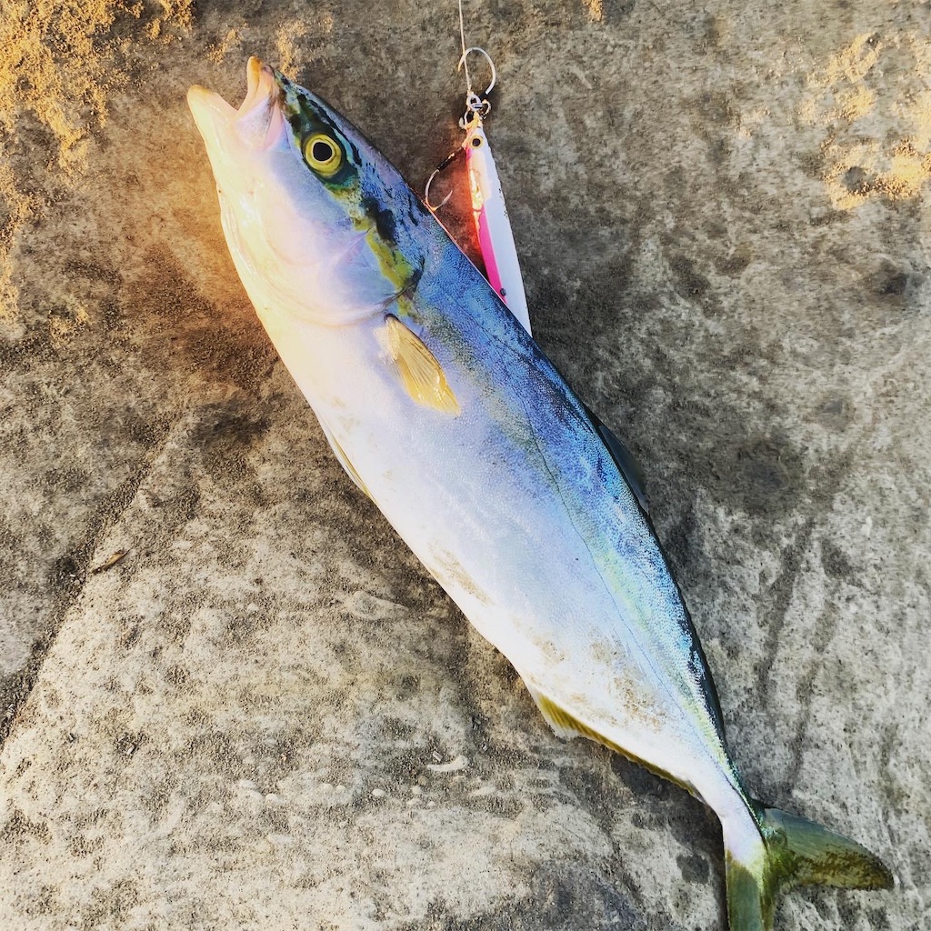 えっヒラスズキ 三浦で釣れないよ W 釣りより魚狩