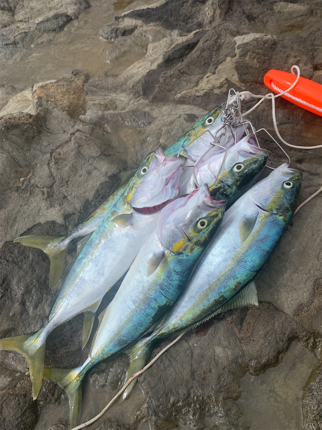 三浦ショアジギング&ヒラスズキ釣り場ガイド🐟宮川観音山下編🎶って