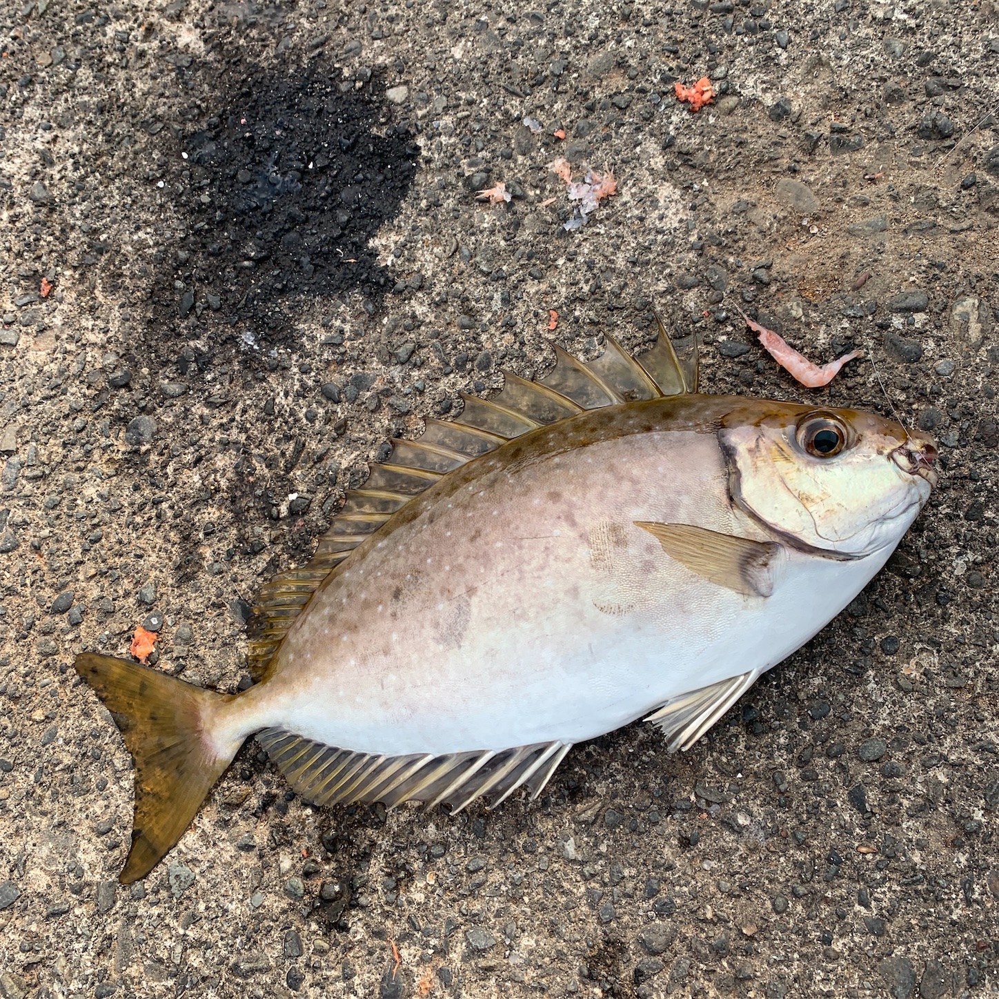 ホンダフリード ショアジギングetc コンパクトミニバンで釣りに車が汚れないコツなお話 釣りより魚狩