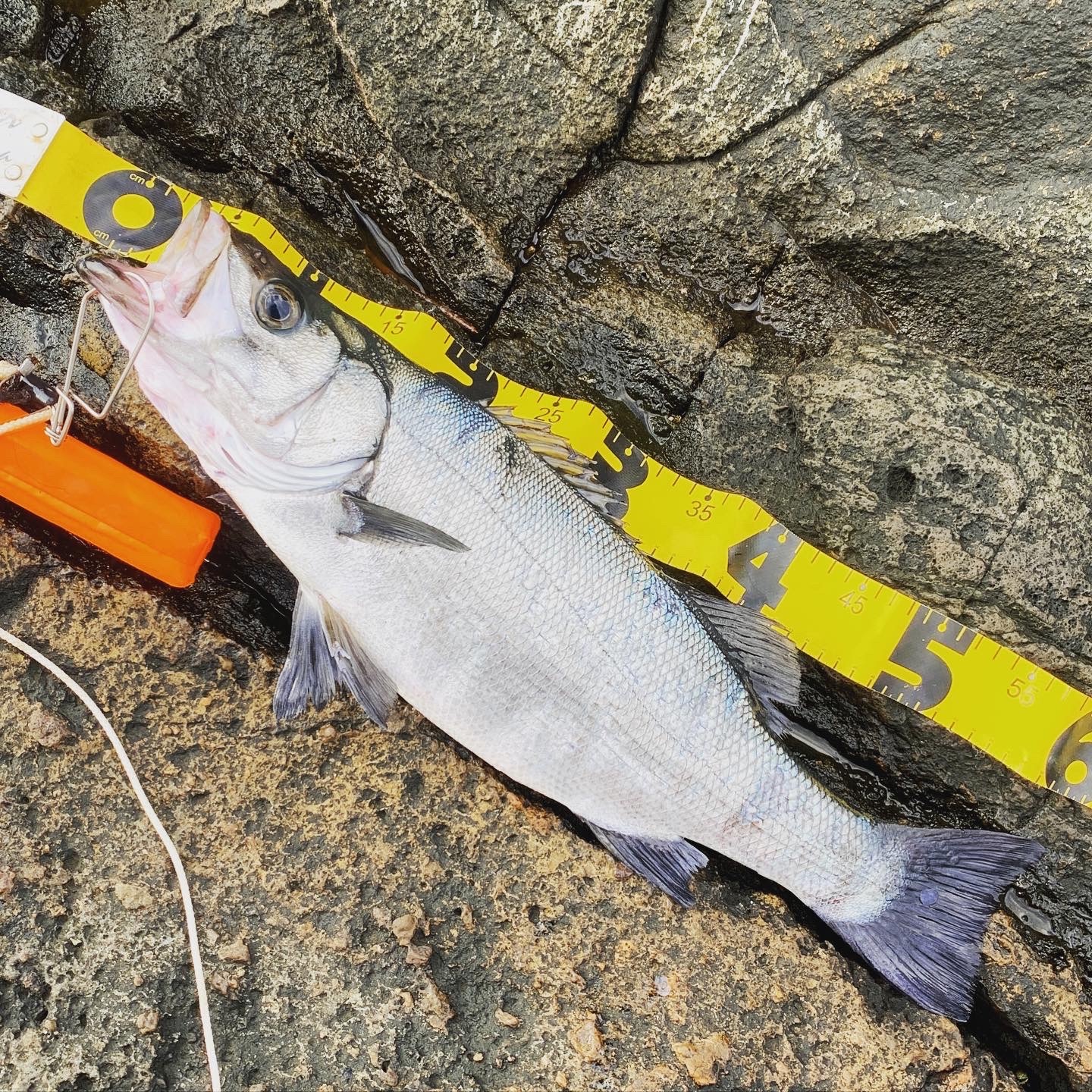 ショアジギングetcルアー×フカセ】オフシーズンにウキ釣りもするとルアーフィッシングの技術も上がる話🎶 - 釣りより魚狩