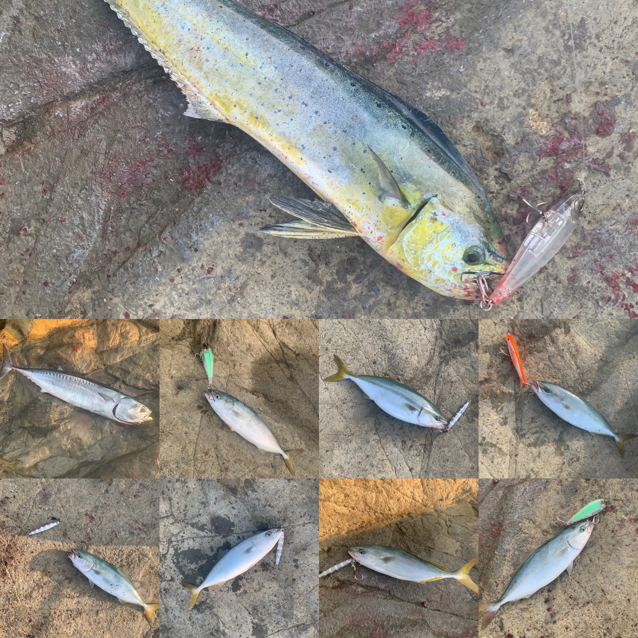 三浦半島×ライトショアジギング釣行記前編 】夏本番の特別ゲストも