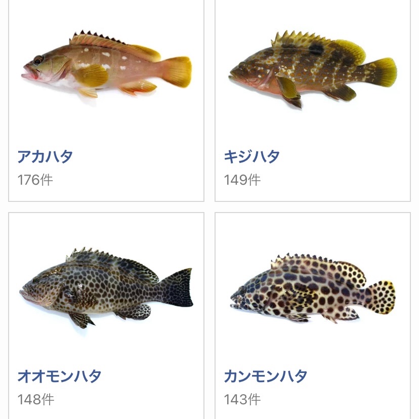 【ハタゲームの始め方×タックル】ルアーロックフィッシュゲーム始めました！アカハタ？オオモンハタ？キジハタ？いろいろ調べて揃えてみた - 釣りより魚狩