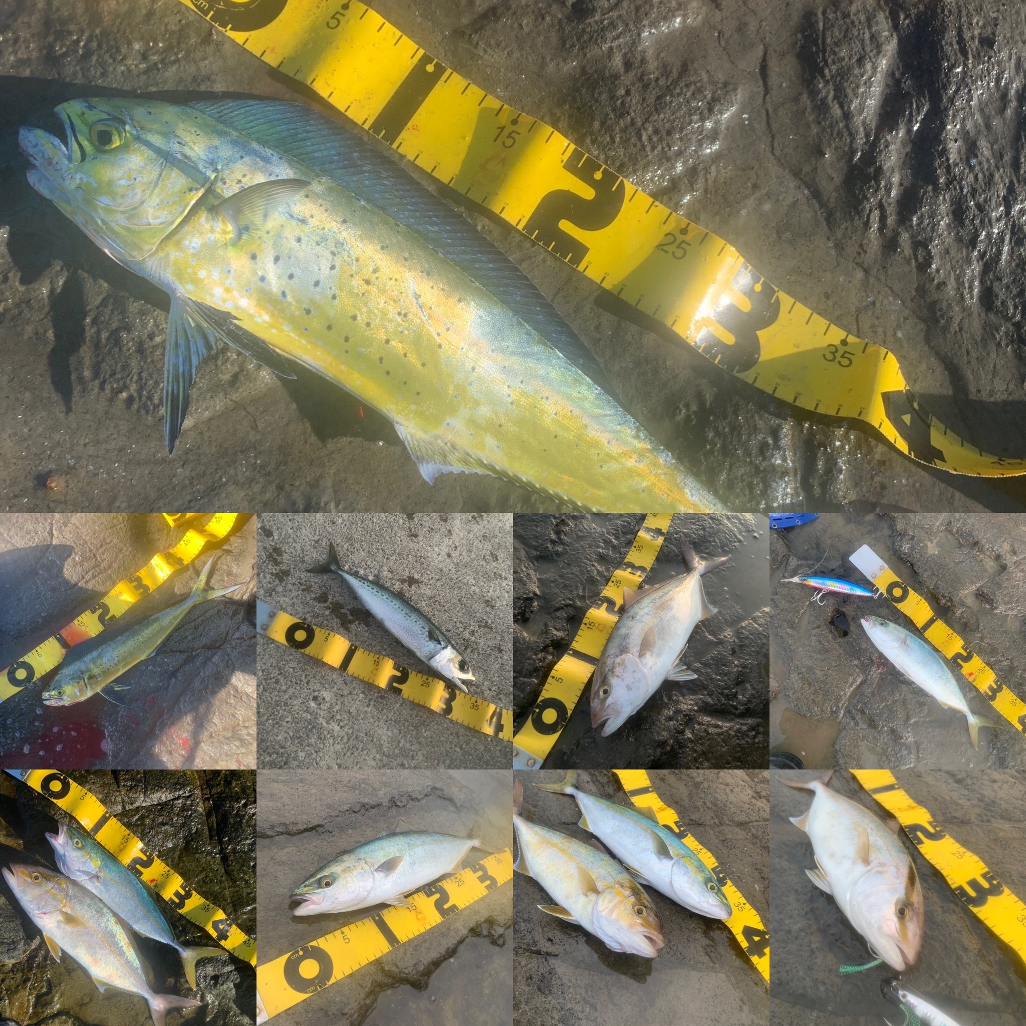 三浦半島×青物ショアジギング2024】亜熱帯となった三浦でショアジギ