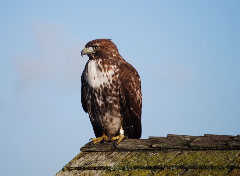 f:id:Lync:20150524094330j:plain