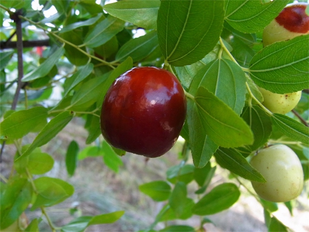 f:id:Lync:20160911161727j:image f:id:Lync:20160911161727j:image