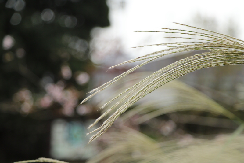 f:id:M-harakiri:20201104203500j:plain f:id:M-harakiri:20201104203500j:plain