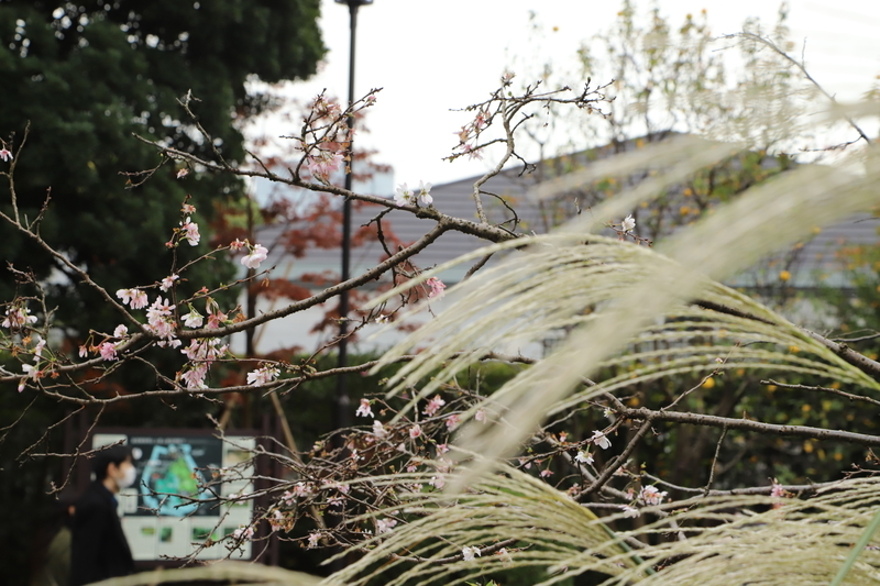 f:id:M-harakiri:20201104203519j:plain f:id:M-harakiri:20201104203519j:plain