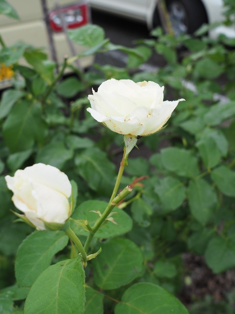 f:id:M32:20230612062856j:image
