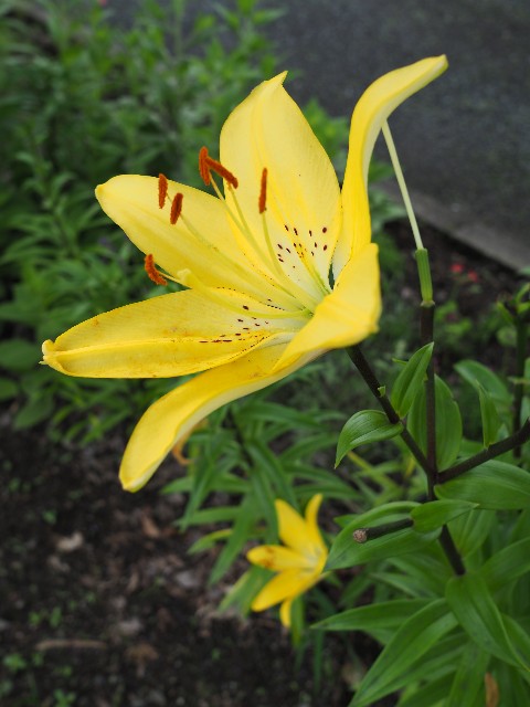 f:id:M32:20230612062904j:image