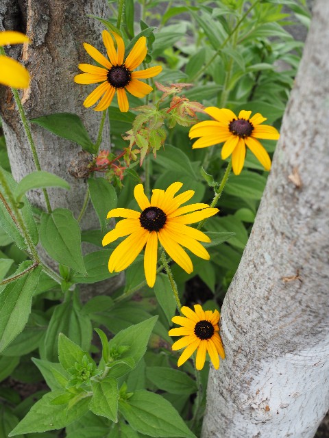 f:id:M32:20230612062925j:image
