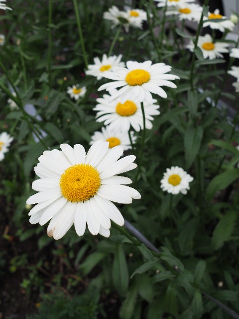 f:id:M32:20230612062932j:image